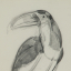 Gaston SUISSE (1896-1988) - Toucan. 1927.